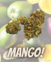 Fleurs CBD - Indoor MANGO CHEESECAKE - VRAC au Gramme